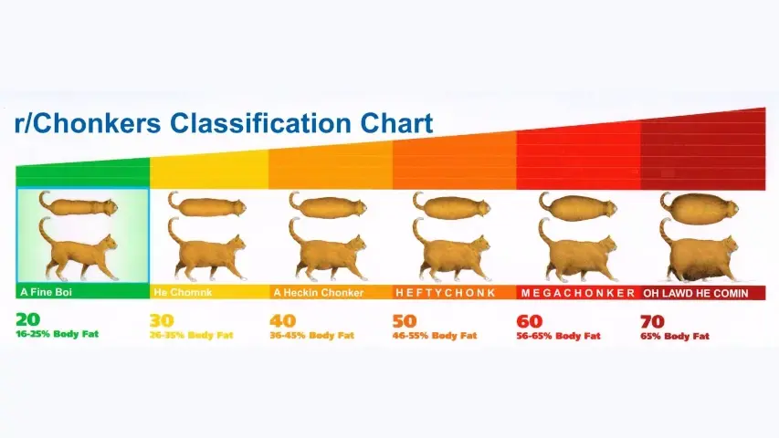 Cat Chonker classification chart.